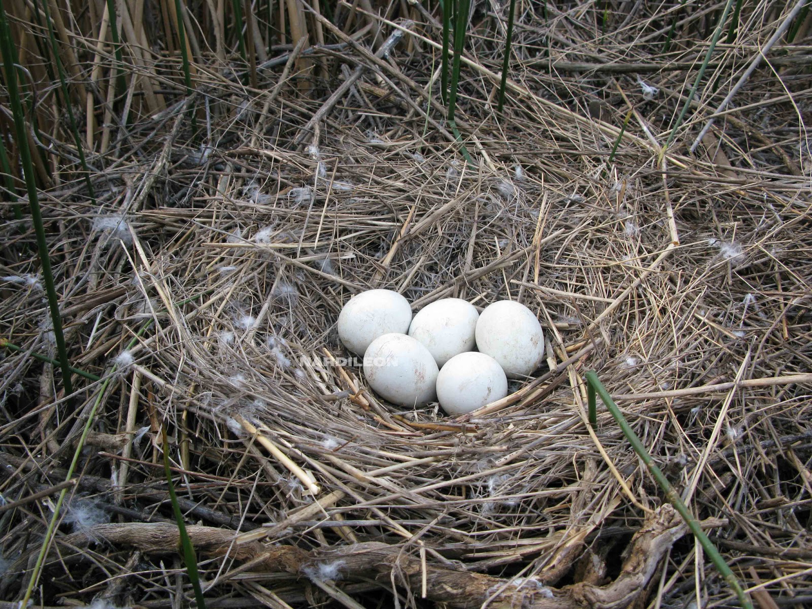 huevos de aves pequeñas